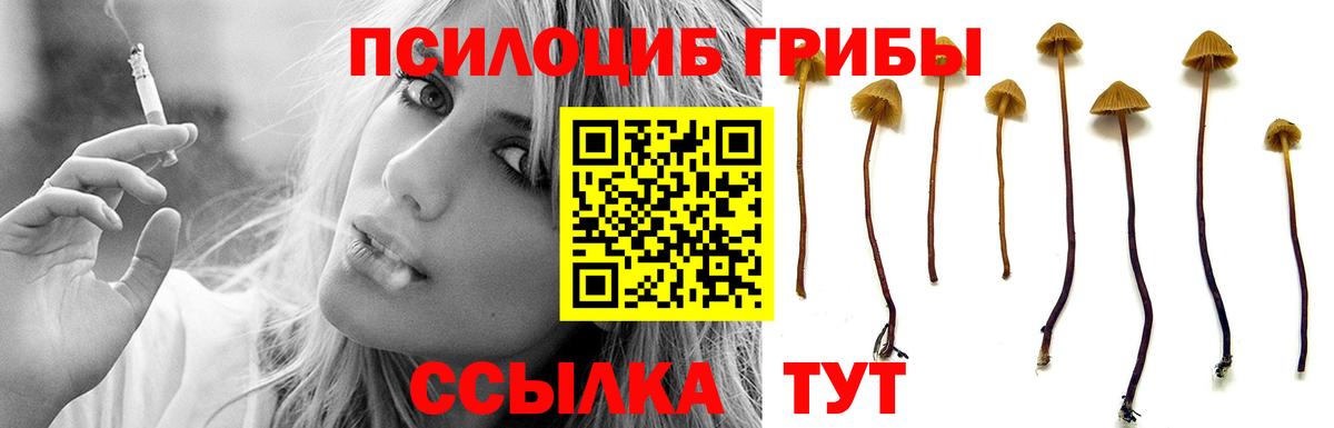 Псилоцибиновые грибы Psilocybe Котовск